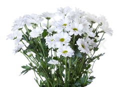 Chrysanthemum Hand-Tied (White) £8.95
