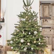 Cut 5ft Nordman Fir Christmas Tree